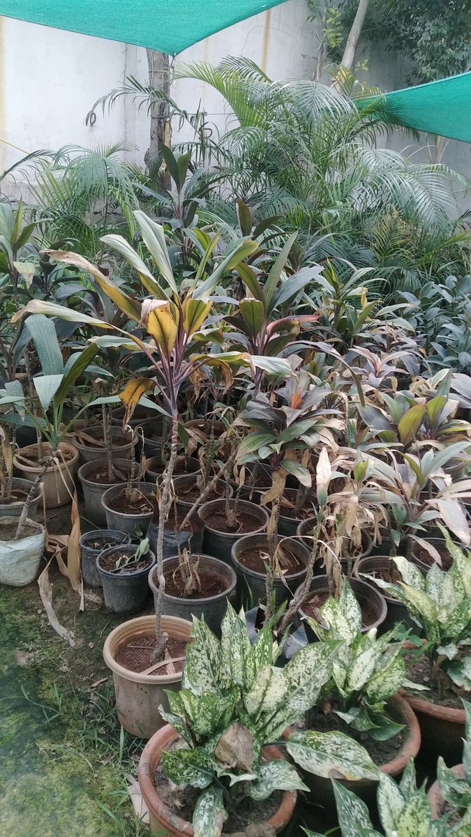 MusSahil's tweet photo. जब कोई दुनिया से जाता हैं, उसकी छोटी छोटी यादें ही हमें कभी ख़ुशी औऱ कभी गम का अहसास दिलाती हैं । आओ उसकी यादों को किसी की साँसों में बदल दें 

#YadonKaPaudha 
@WakeUpYoungster @radiocityindia @moefcc @UNEP
#WorldEnvironmentDay https://t.co/lca2PgITzB
