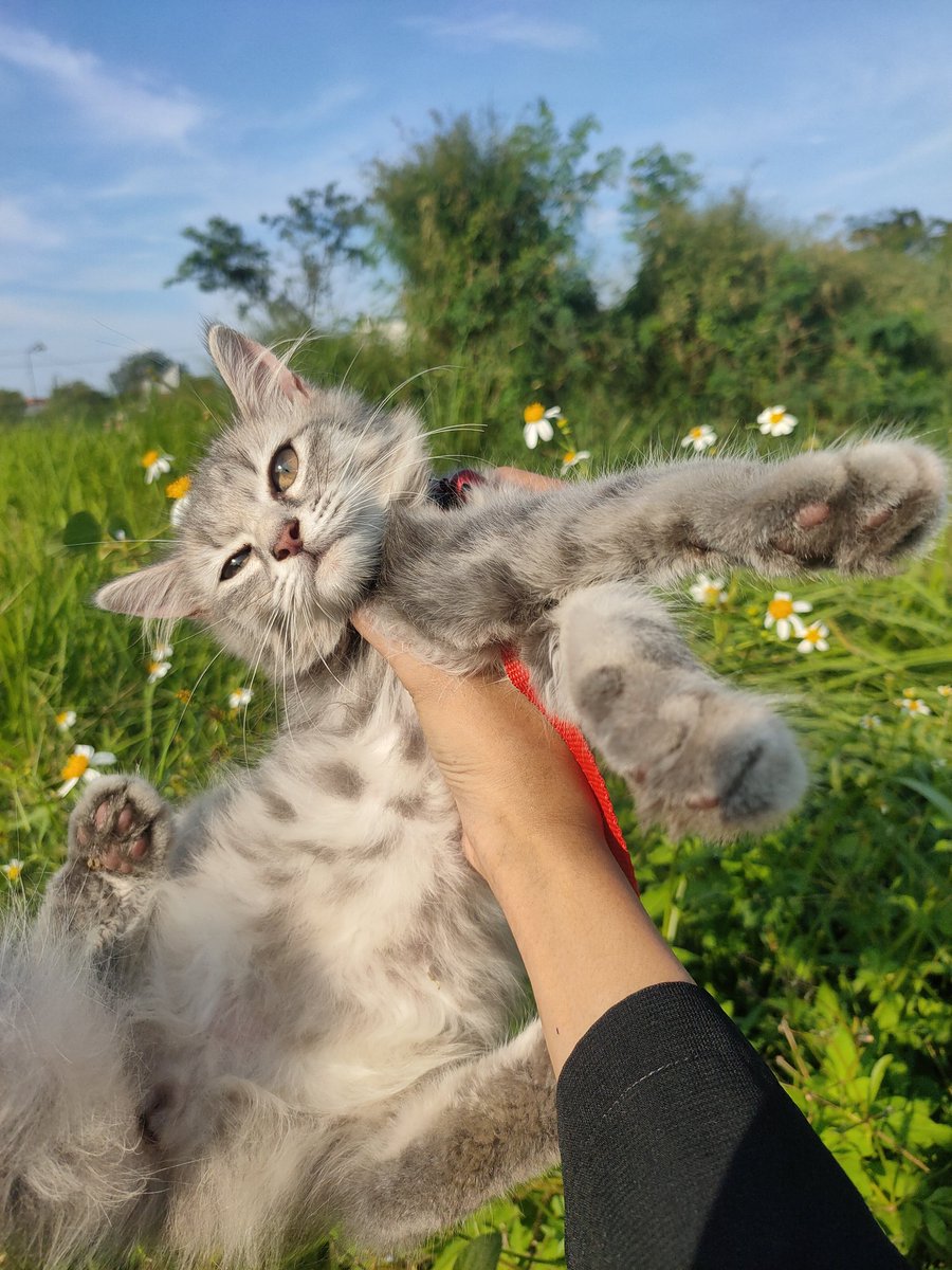kochengfs's tweet photo. 🐈‍⬛ picnic with babu   https://t.co/W6bEMJKEOh