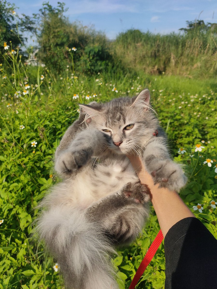 kochengfs's tweet photo. 🐈‍⬛ picnic with babu   https://t.co/W6bEMJKEOh
