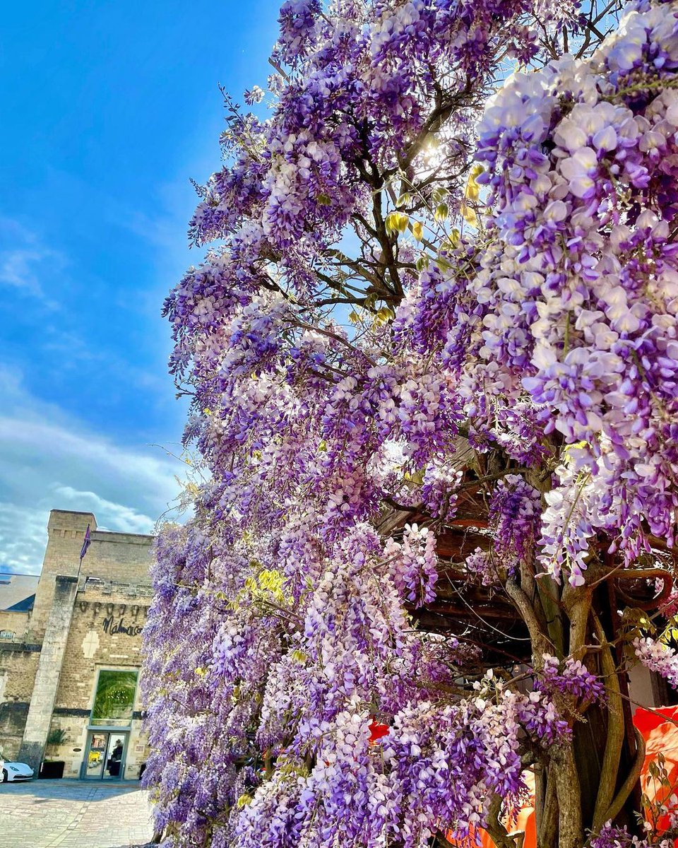 It’s National Environment Day! 🌳 Come and clear your mind with a walk around the Castle Quarter – take in the views, enjoy the fresh air and admire the beautiful wisteria!

📸 IG: oxford_london_with_love