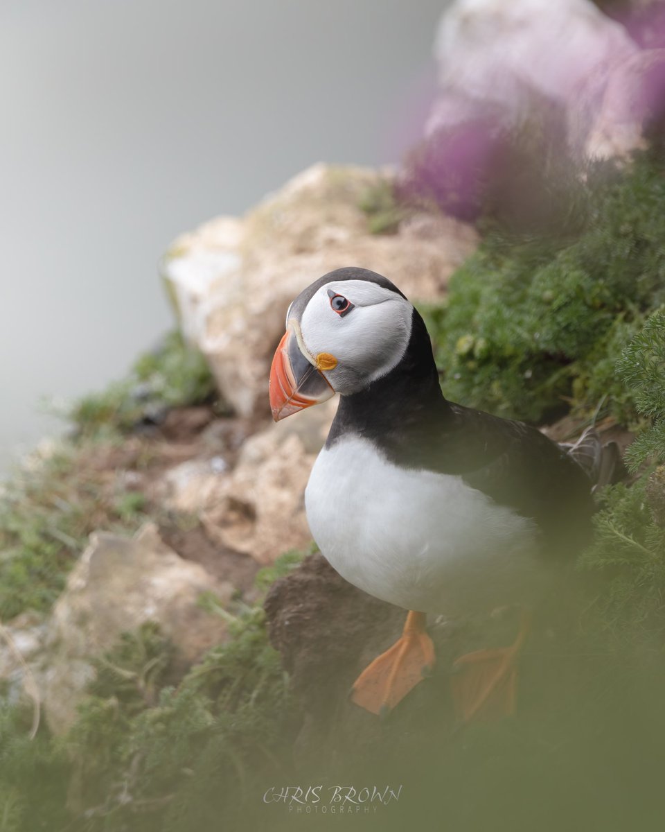 chrisbrownraw's tweet photo. Puffin from a visit to @Bempton_Cliffs last week. Always great to see these little ones. Also managed to catch a glimpse of the black browed albatros while there which was a bonus 
#bemptoncliffs #birdphotography #wildlife #nature #TwitterNatureCommunity https://t.co/ZgIwbRq4yp