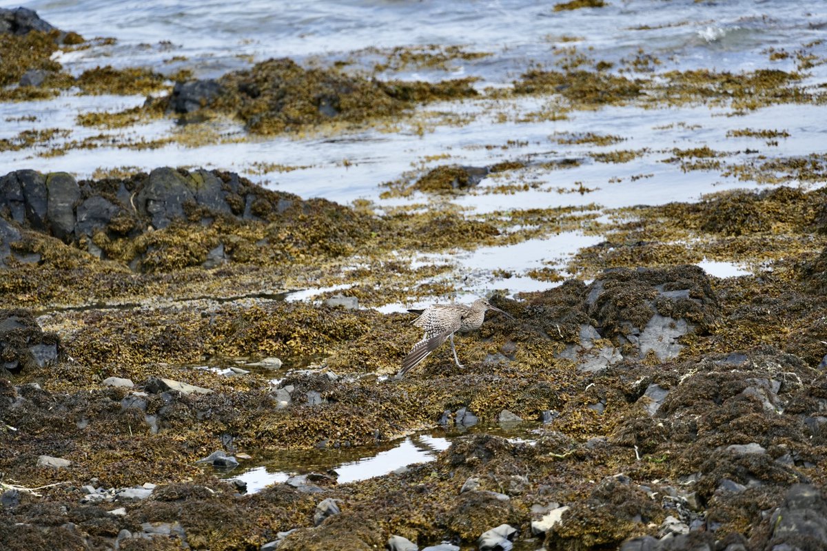 cirzh's tweet photo. #Curlew #RedConservationStatus #Waders #Skerries #Fingal #YourFingal #lovefingaldublin #TwitterNatureCommunity #BirdsSeenIn2022 @BWIFingal #birdwatchireland #birdwatching #birds #SundayMorning #SundayVibes https://t.co/Ph1ktWxv1t