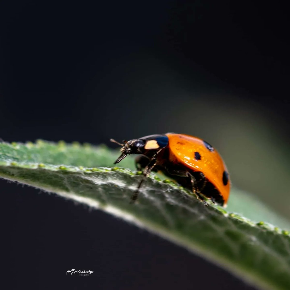 🐞

#fotografie #dierenfotografie