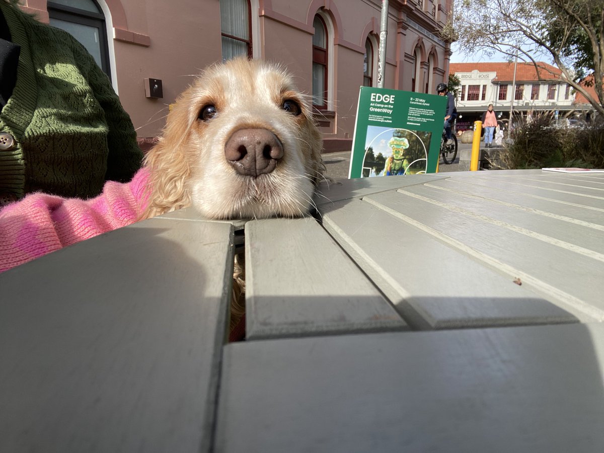 alice the dog tweet media