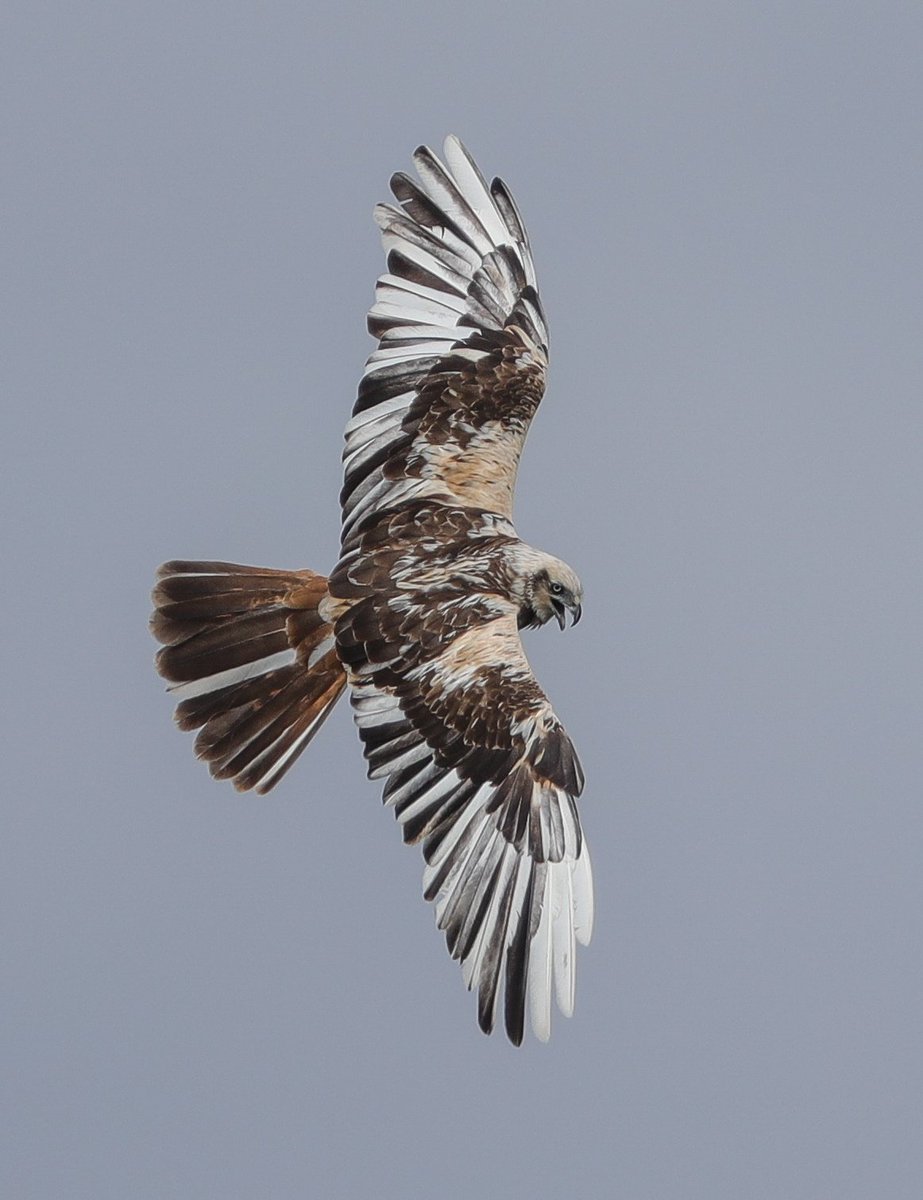 Rickysinfield1's tweet photo. Smart looking Marsh Harrier in Norfolk #30DaysWild https://t.co/klvzo3mcqY