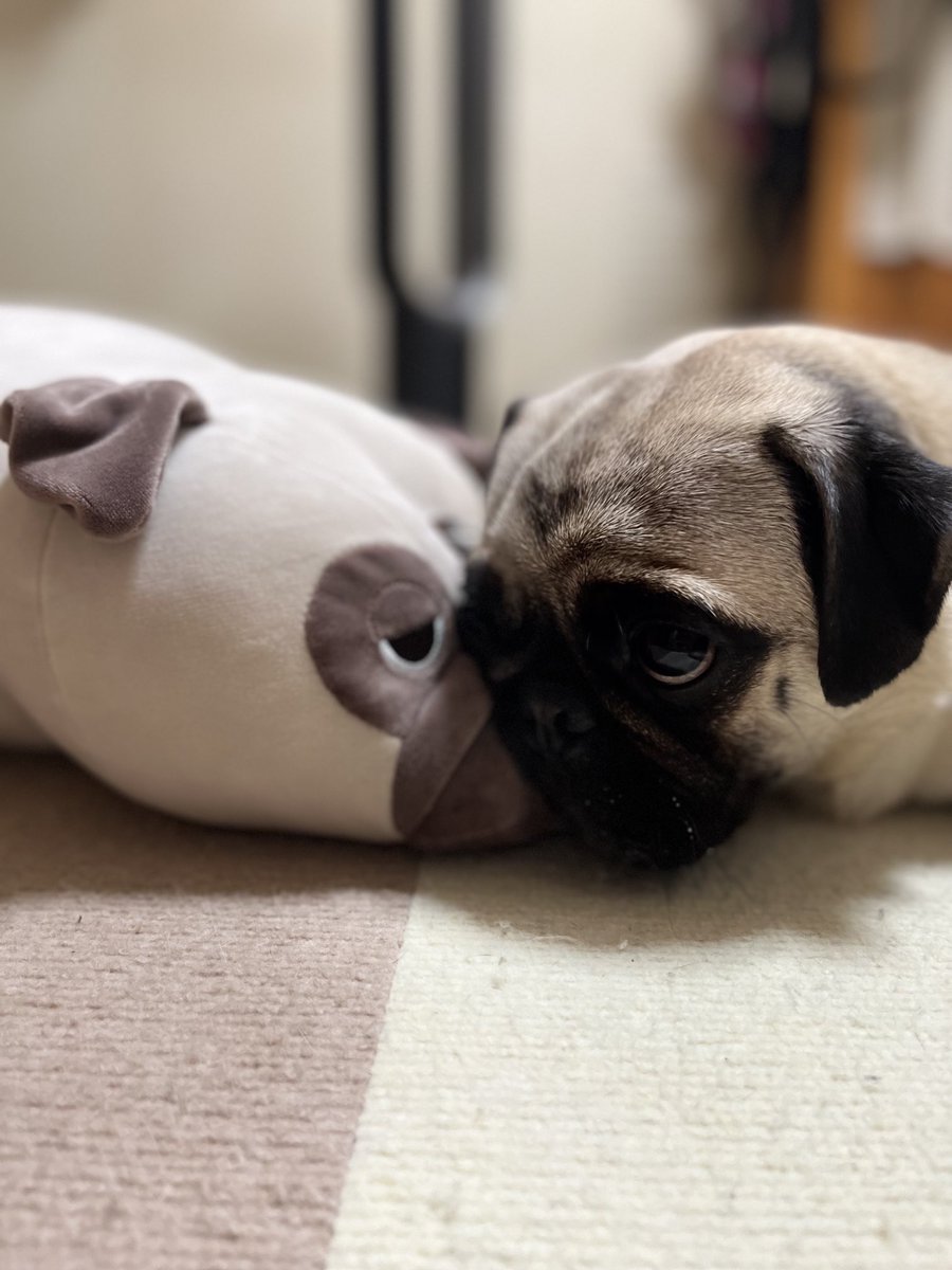 パグ #pug ハナちゃんの顔真似するコテくんw🤣 【そっくり】