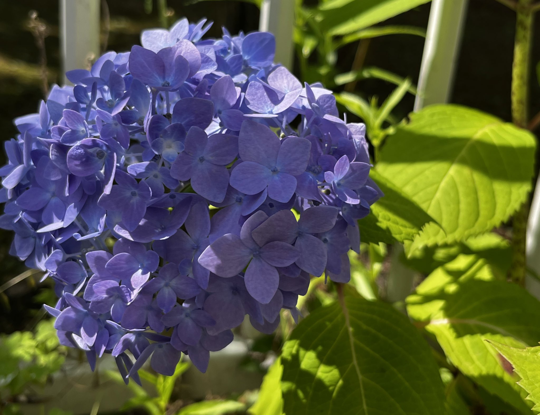 きのこの庭のママきのこ Kinokononiwano Twitter