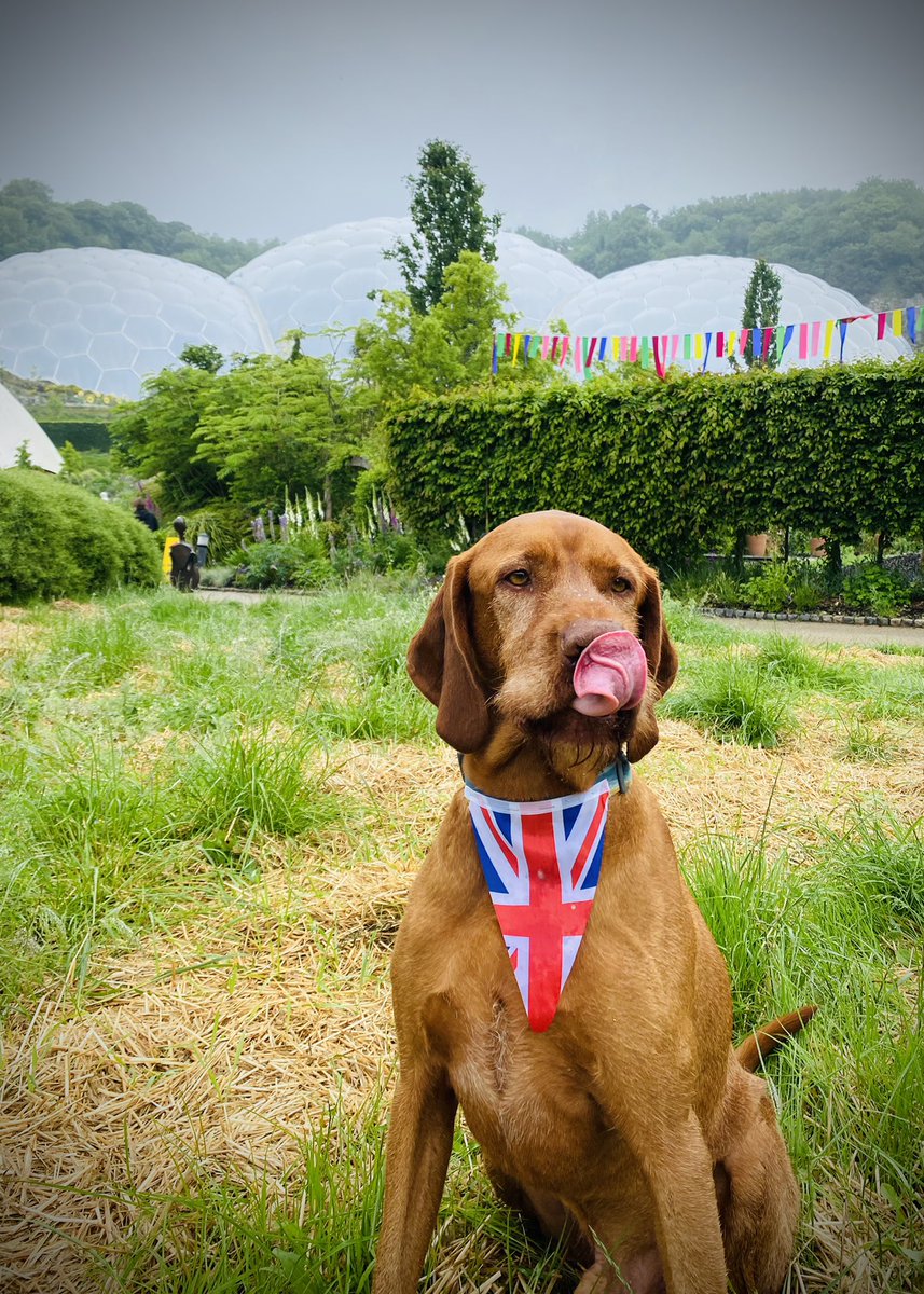 Si Bellamy OBE (@bellamysi) on Twitter photo Someone’s licking their lips in anticipation for the #BigJubileeLunch at <a href="/EdenProject/">Eden Project</a> today. It’s all about the cake, community and celebrating HM The Queen! <a href="/eden_media_team/">Eden Project Media Team</a> Someone’s licking their lips in anticipation for the #BigJubileeLunch at <a href="/EdenProject/">Eden Project</a> today. It’s all about the cake, community and celebrating HM The Queen! <a href="/eden_media_team/">Eden Project Media Team</a>