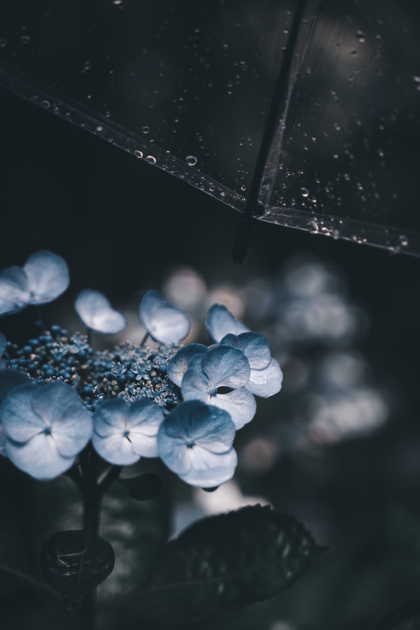 R Y O 仄暗い紫陽花 T Co Xbvi6cep5b Twitter