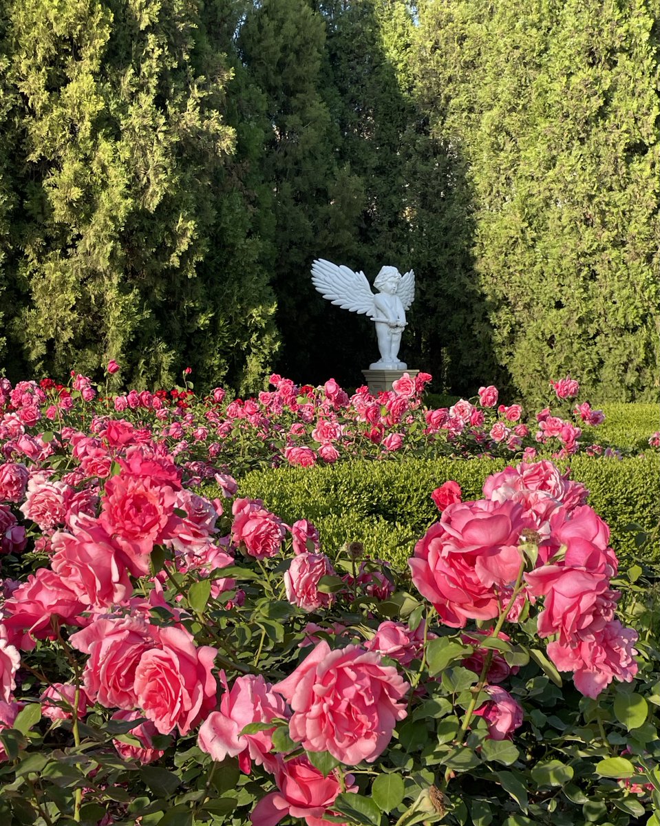 lavexnde's tweet photo. 세로 추천으로 다녀왔던 송도 해돋이공원!🌷 살면서 이렇게 장미가 많이 피어있는 공간은 처음이었고.. 올해 장미 보실 분들 꼬옥 가보시기..💖 https://t.co/oGlNjnwlv6