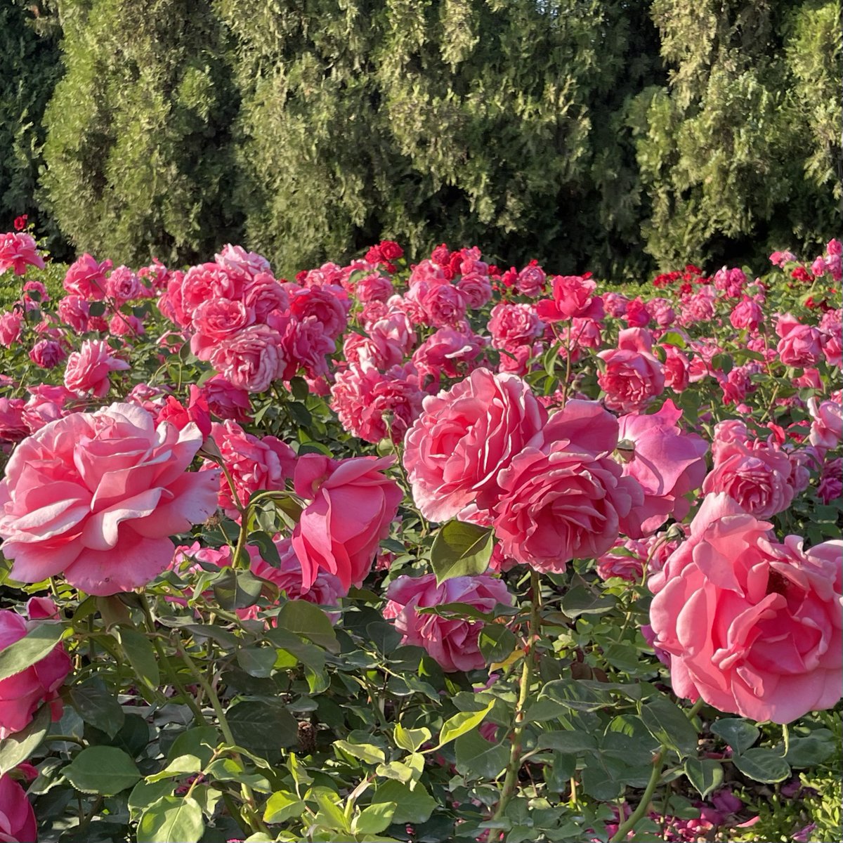 lavexnde's tweet photo. 세로 추천으로 다녀왔던 송도 해돋이공원!🌷 살면서 이렇게 장미가 많이 피어있는 공간은 처음이었고.. 올해 장미 보실 분들 꼬옥 가보시기..💖 https://t.co/oGlNjnwlv6
