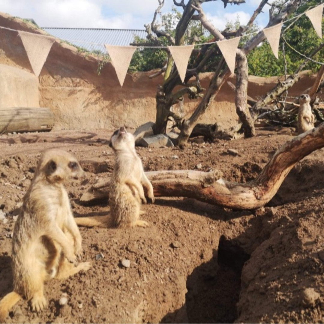 Some of our residents have been celebrating the Platinum Jubilee too, although we think they partied a little too hard. #PlatinumJubilee #HM70

Thank you to everyone who has visited and supported us this week! We hope you enjoy the celebrations 🇬🇧🇬🇧🇬🇧

📸 Keeper: Jay