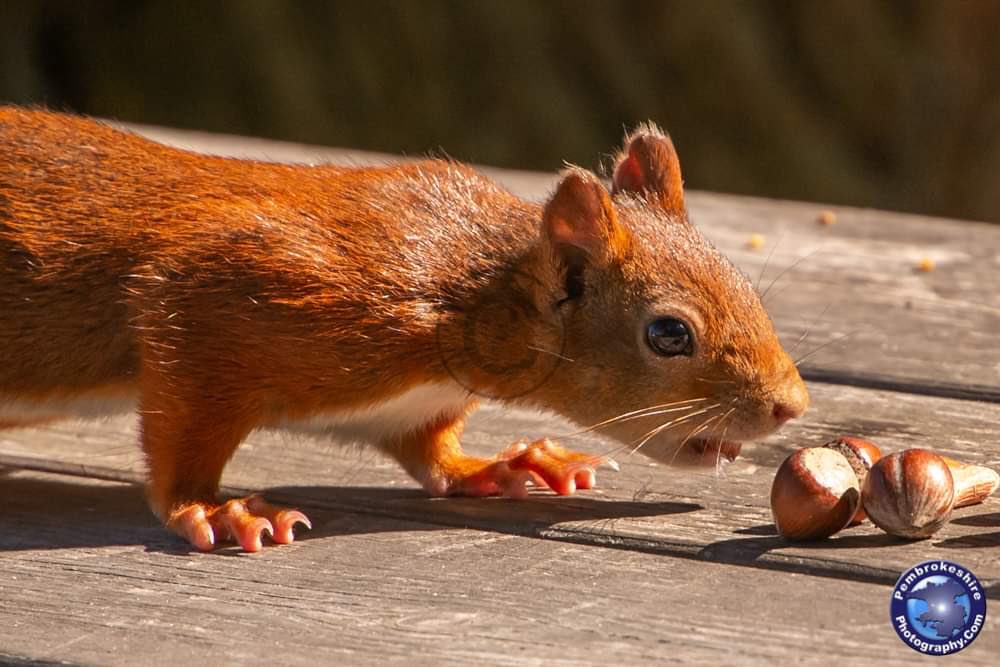 pembsphoto's tweet photo. @LoveYourGarden2 there are #redsquirrels on #CaldeyIsland #Tenby in #Wales 🏴󠁧󠁢󠁷󠁬󠁳󠁿 🐿 🌰 📷 @LesleyJosephTV https://t.co/lMIdDMQojz