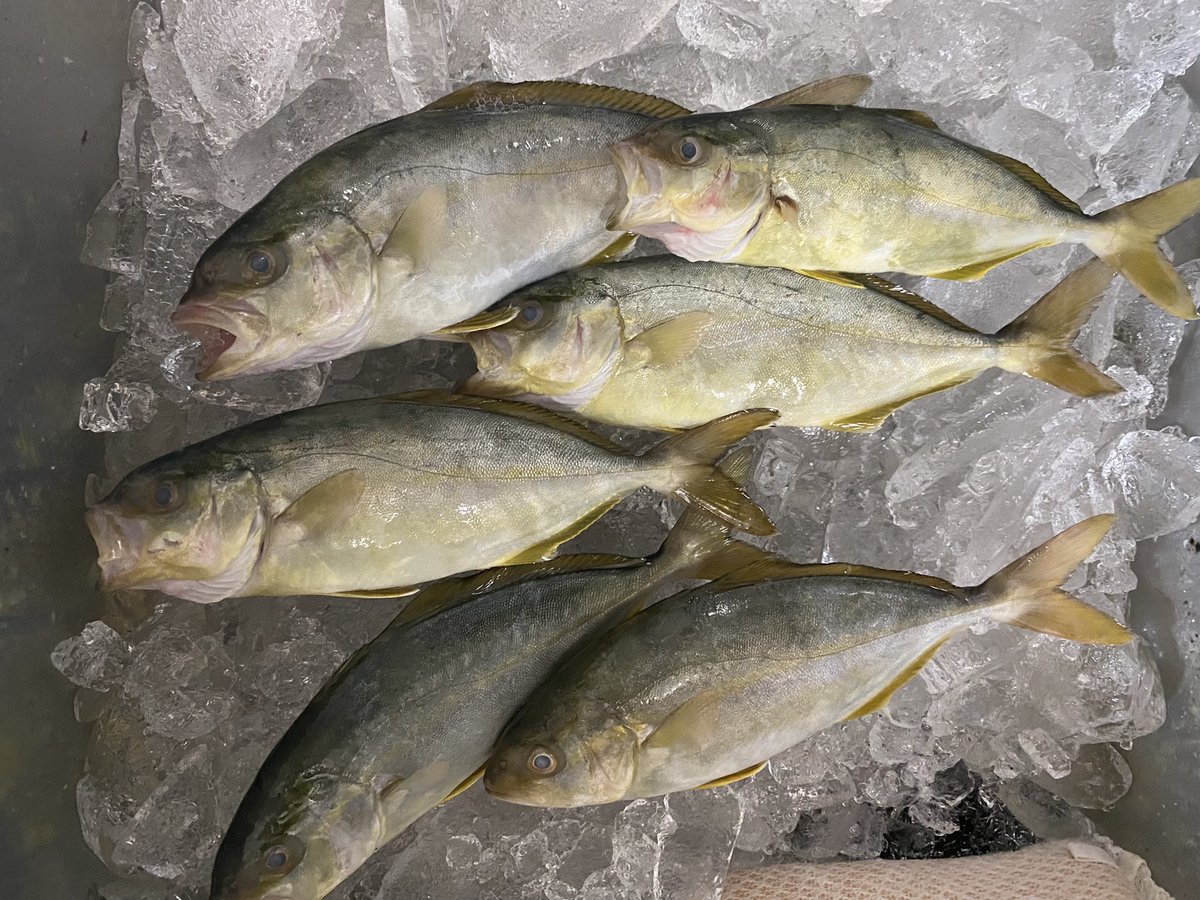 PressOutdoor's tweet photo. 戸津井で釣れたんですけど、これは、カンパチの幼魚ですかね？🤔 https://t.co/3suANdpzmu