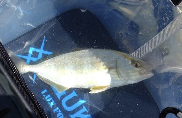 PressOutdoor's tweet photo. 戸津井で釣れたんですけど、これは、カンパチの幼魚ですかね？🤔 https://t.co/3suANdpzmu