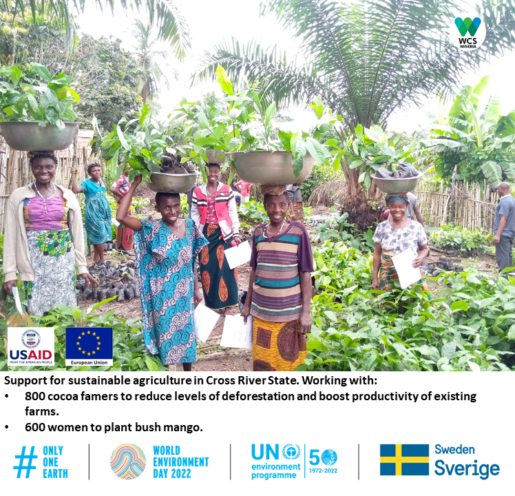 WCS_Nigeria's tweet photo. Planting bush mango trees 🌳is good for the planet 🌍good for Cross River gorillas🦍and a valuable source of income for local women ♀️
#wed2022 
#WorldEnvironmentDay 
#OnlyOneEarth https://t.co/bWXr17NKz2
