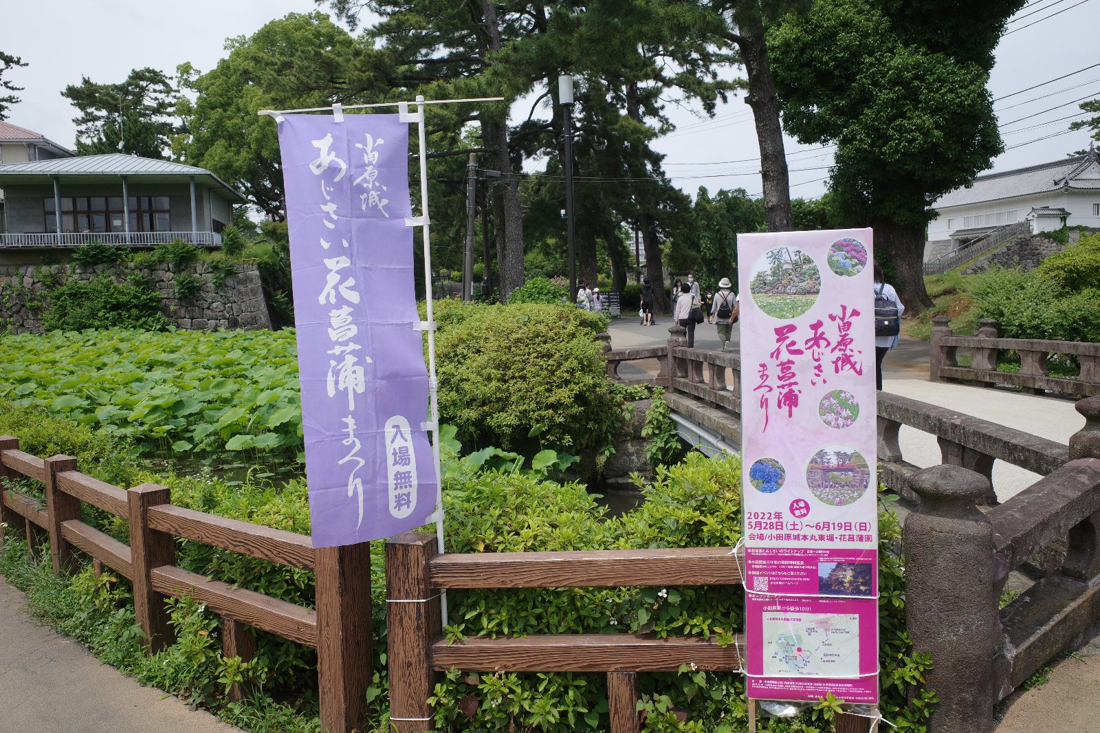 もふ 本日は久し振りに小田原へ 下調べせずに小田原城に来たところ 小田原城あじさい花菖蒲まつり が開催中でした アジサイは来週の方が良いかな でも ショウブは今がまさに見頃 正直 小田原城にこんなスポットがあるとは 小田原城あじさい
