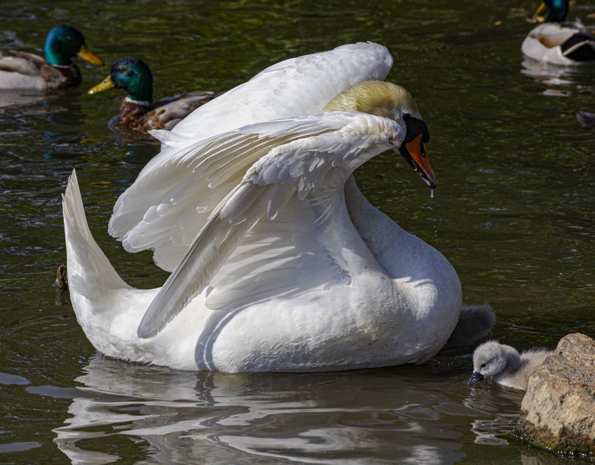 jonarnefoss's tweet photo. Stolt og beskyttende svanemor ved Østensjøvannet . #visitoslo #oslo #svane #østensjøvannet #norway #swan #svane https://t.co/m9A9lTrUeF
