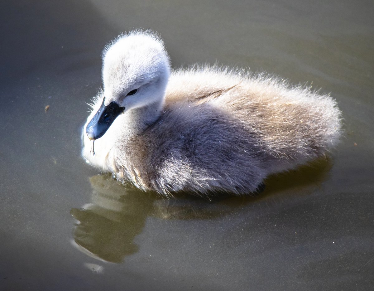 jonarnefoss's tweet photo. Stolt og beskyttende svanemor ved Østensjøvannet . #visitoslo #oslo #svane #østensjøvannet #norway #swan #svane https://t.co/m9A9lTrUeF