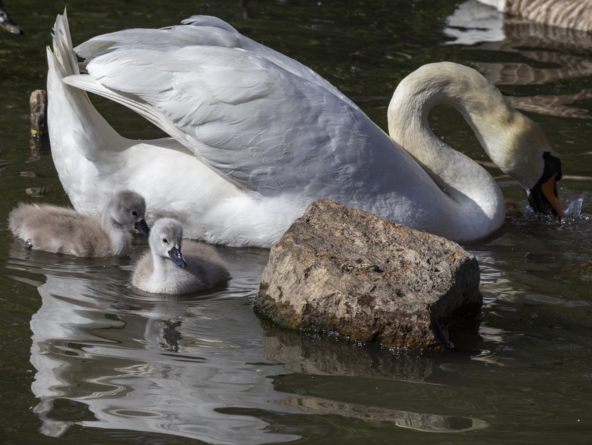 jonarnefoss's tweet photo. Stolt og beskyttende svanemor ved Østensjøvannet . #visitoslo #oslo #svane #østensjøvannet #norway #swan #svane https://t.co/m9A9lTrUeF