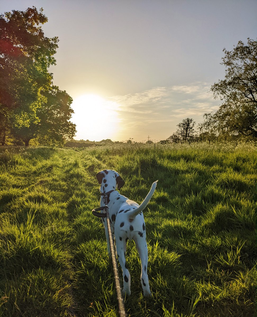 markhatchard's tweet photo. See you in 10 days little dude ๐ถ
Try not to eat...everything, whilst I'm working with @hotboxevents at @DownloadFest ๐ค
#Dalmatian #DalmatianPuppy #DownloadFestival #HotboxEvents https://t.co/2XRDXtKdtA