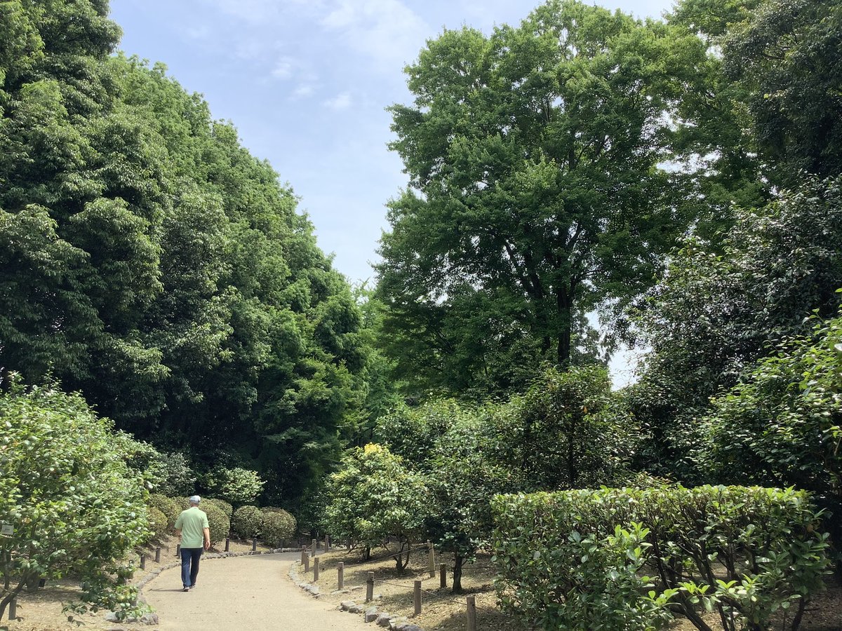 JapanIntercult's tweet photo. Today I visited another Japanese park that threatened with unnecessary, unwise development. This time it was the Kyoto Prefectural Botanical Garden.
These trees would be chopped down to build cafes and shops. Just insane!
Petition here: https://t.co/aojJsWE587 /1 https://t.co/yoAZhIzcvj