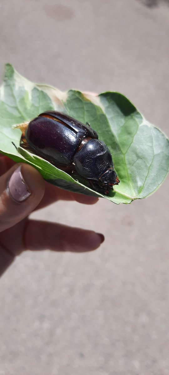Me he encontrado este escarabajo volador y una patita no le funciona y no puede volar, alguien sabe si puede sobrevivir sólo? Es que me da mucha penita