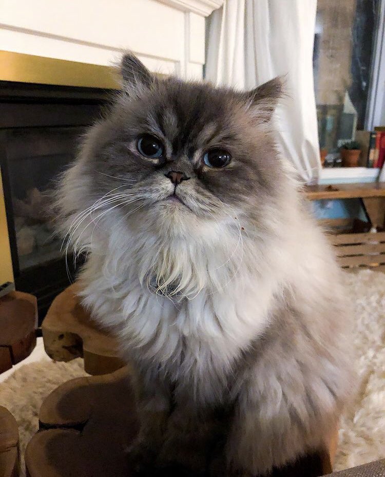 angelamorales18's tweet photo. My sister had to put her cat to sleep this morning. Me and my other sister were on video call with her while they did it 😭😭😭 #RIPWinston we love you kitty ♥️♥️♥️ https://t.co/JIg0F9laDo