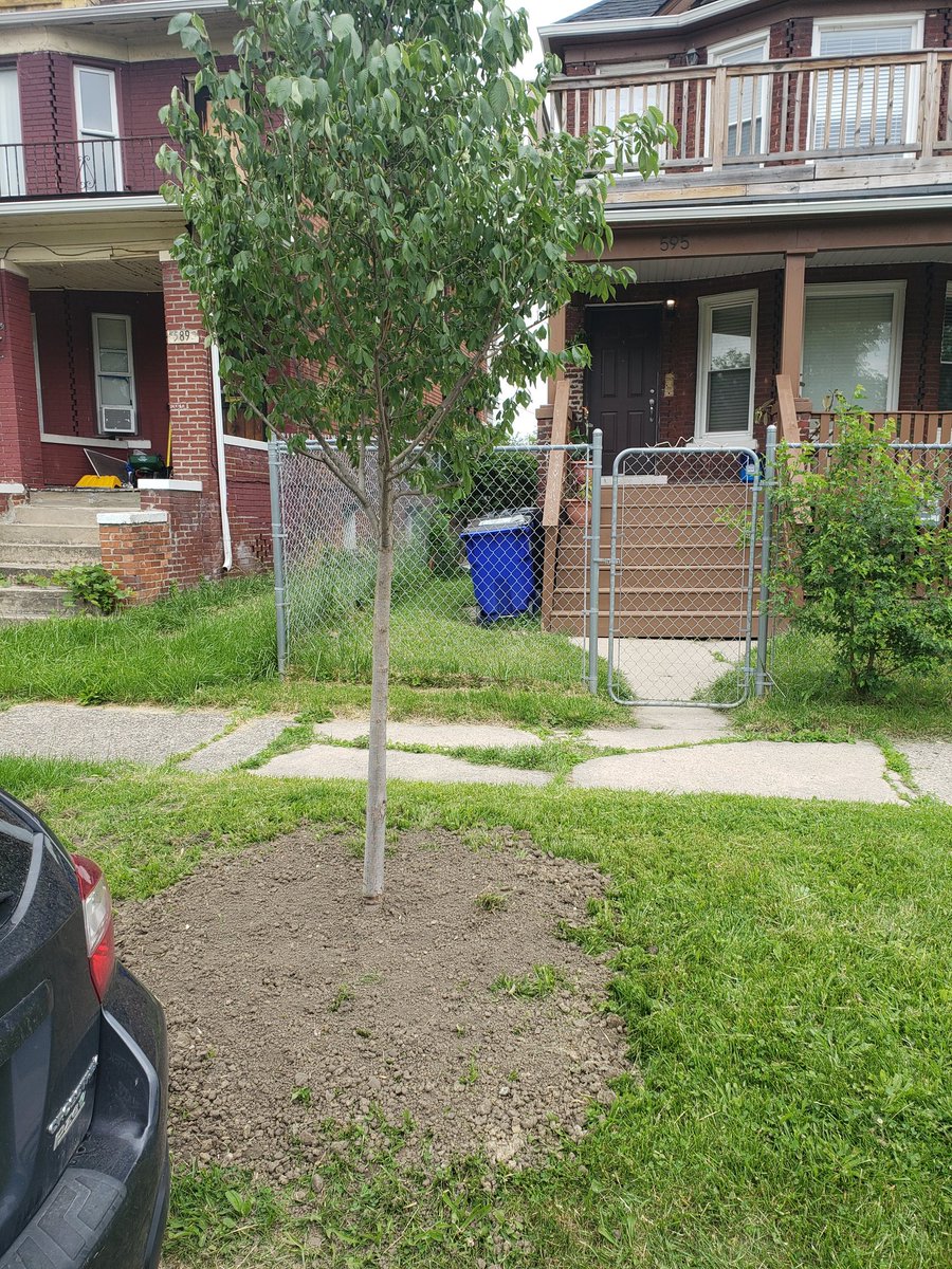 konar_blue's tweet photo. Our landlord came in the night and blessed us with a tree while we were gone. https://t.co/icnz529GIj