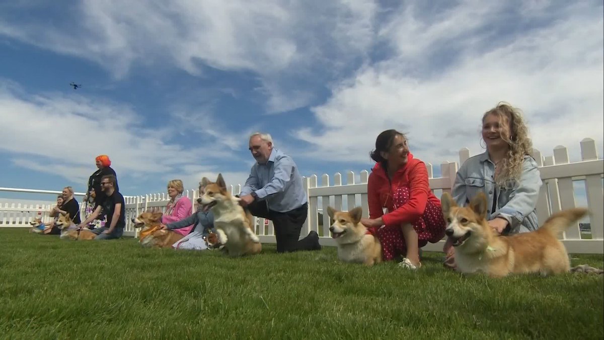 イギリスで開催された 第1回コーギー ダービー ふさふさ尻尾で押し寄せる元気なもふもふ Togetter