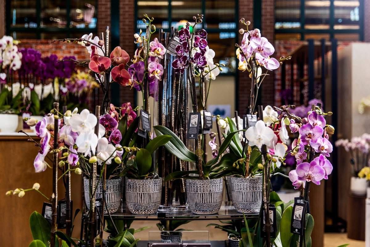 Pullposition's tweet image. Over 3 dagen begint Orchid Inspiration Days. 🌸 Ook dit jaar zet Pull Position zich met veel plezier in om verschillende communicatie-uitingen te verzorgen voor #OID. Volg van 8 juni t/m 17 juni de stories van Orchid inspiration Days op Instagram voor een kijkje backstage.