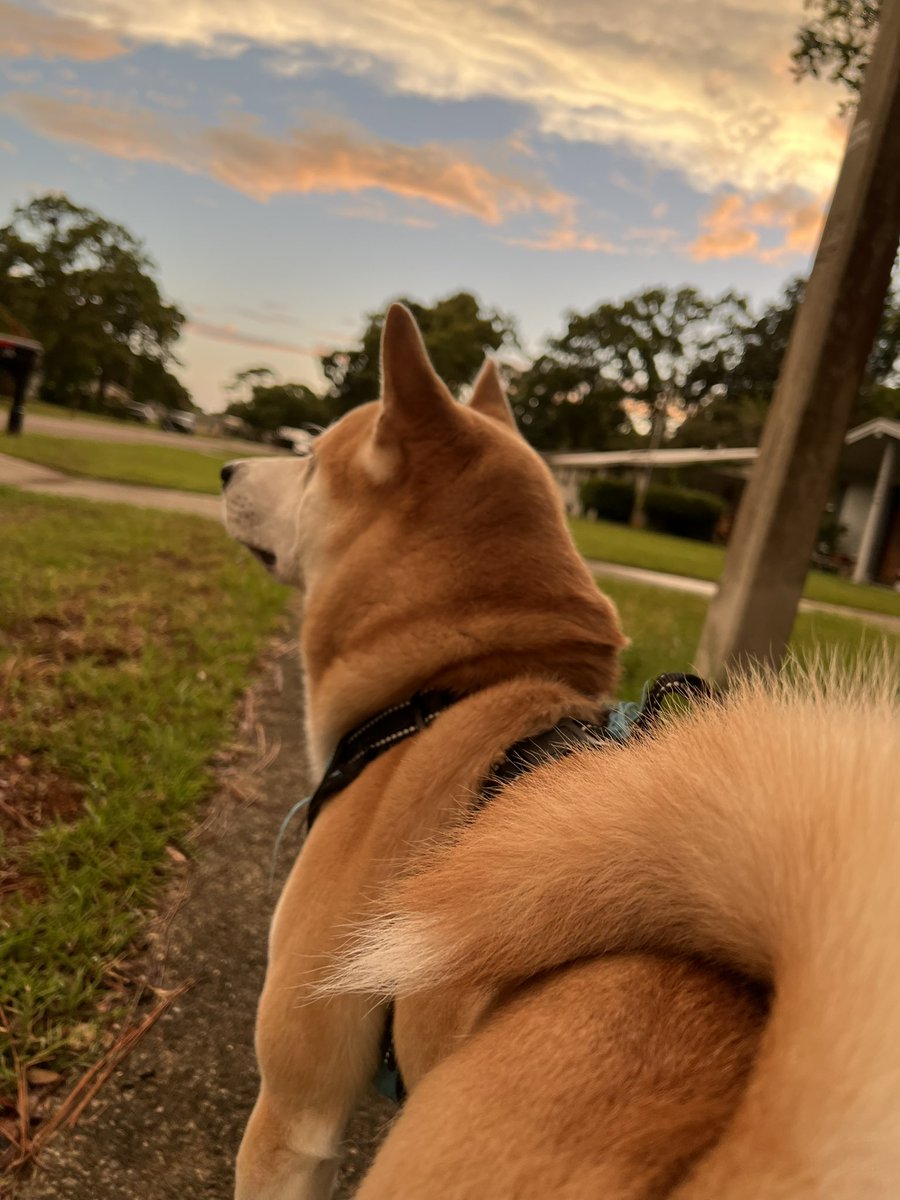 brooklynn_009's tweet photo. Sweet life of a Shiba Inu 🐕❤️
#shibainu #doge #shiba https://t.co/wCpdMATh1X