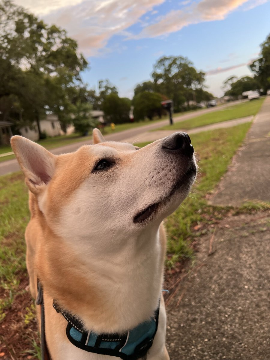 brooklynn_009's tweet photo. Sweet life of a Shiba Inu 🐕❤️
#shibainu #doge #shiba https://t.co/wCpdMATh1X