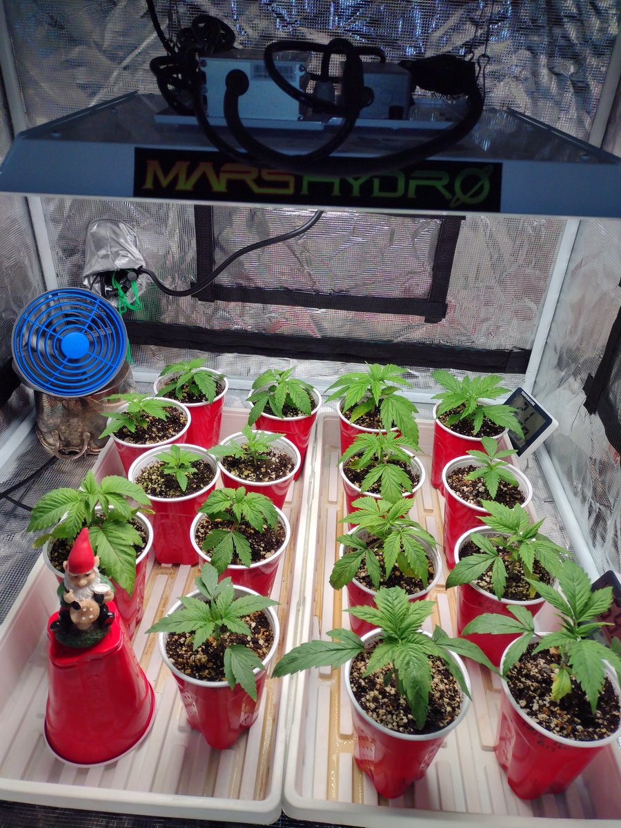 ClarkeBitter's tweet photo. Look at how tight these nodes are! Ya, Terpene Time genetics available from @CoastalMaryVan is the starting point, but this @MarsHydroLight #TS1000 is the other major part! You adjust the power of the light! Control your stretch! #Mmemberville #growmies #Canadiangrower #nodes https://t.co/NuO0f0xeOT