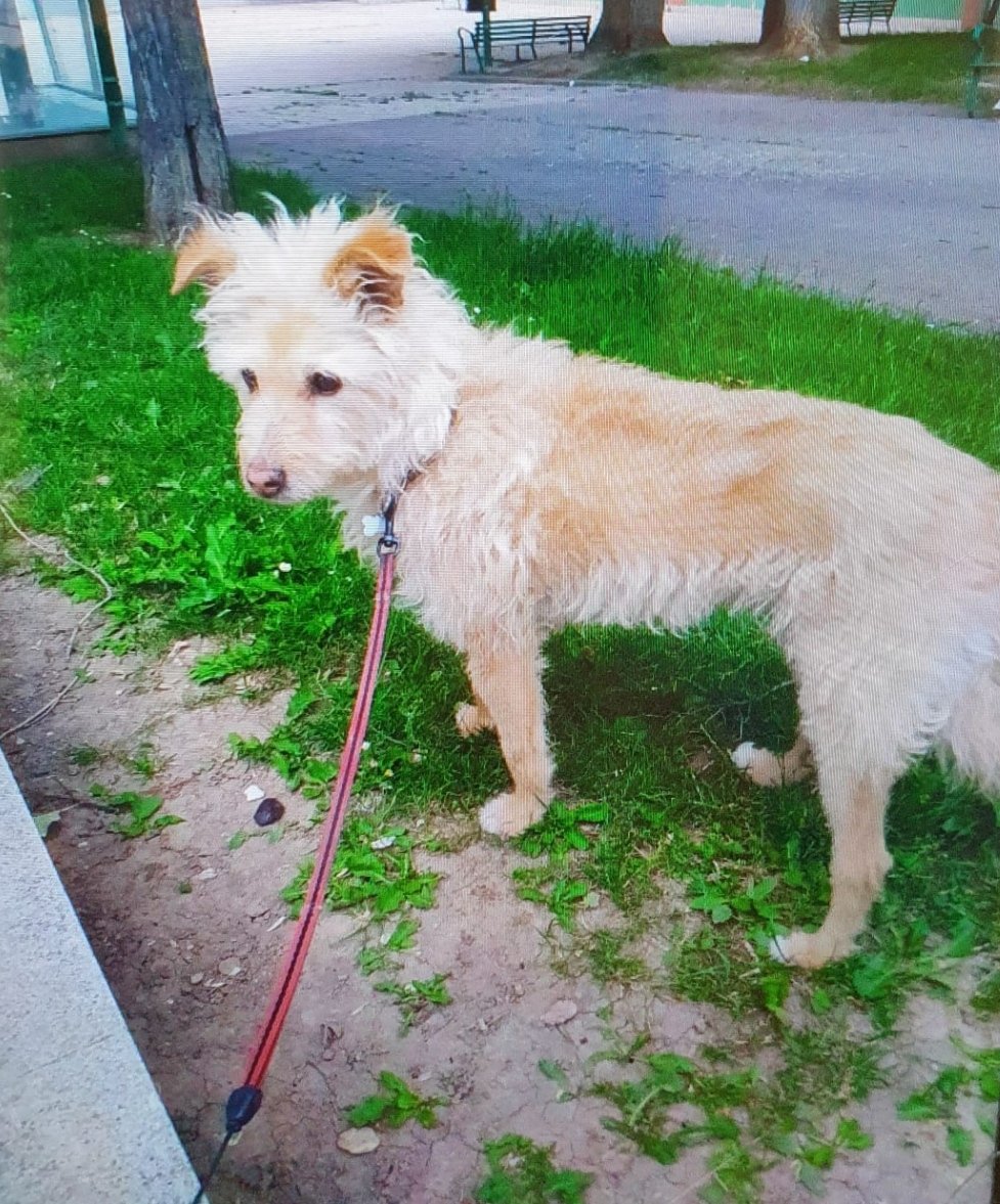 PoliciadeBurgos's tweet photo. Este perro se perdió ayer por la zona de la Barriada de los Ríos en #Burgos.
Su dueño se acercó a nuestras instalaciones y nos informó de su pérdida.
Podéis avisarnos en el ☎️ 112 o bien en el 092, si se encuentra.
Gracias!!! https://t.co/1hPqtOMb6C