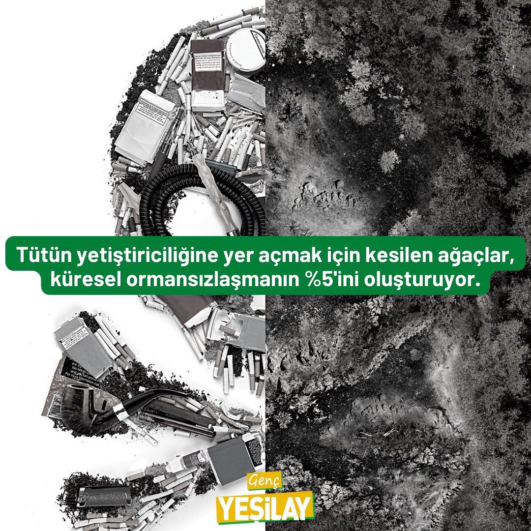 gencyesilayci's tweet photo. Sigara'nın çevreye verdiği zararları biliyor musunuz? 🚭

Temiz bir dünya geleceğe bırakacağımız en büyük miras. 🌍
Hep birlikte çevremize sahip çıkalım, doğayı koruyalım... 🧹

#TürkiyeÇevreHaftası kutlu olsun! 💚

#Yeşilay #GençYeşilay #YeşilayGönüllüleri #YeşilayVarsaHayatVar https://t.co/EQwcMFtwCM