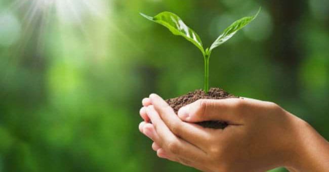 Hebaileeye's tweet photo. Happy World Environmental Day.🌿
This year’s Theme #OnlyOneEarth https://t.co/zFmeRS9Etc