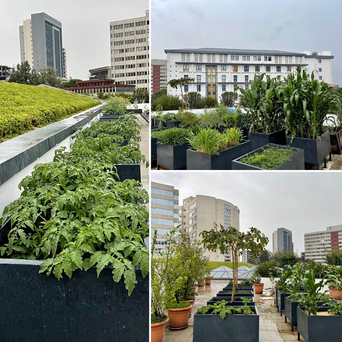 #roofgarden #urbanfarming in #addisababa #ethiopia #seeyousoon #inahyattworld 🙋‍♂️