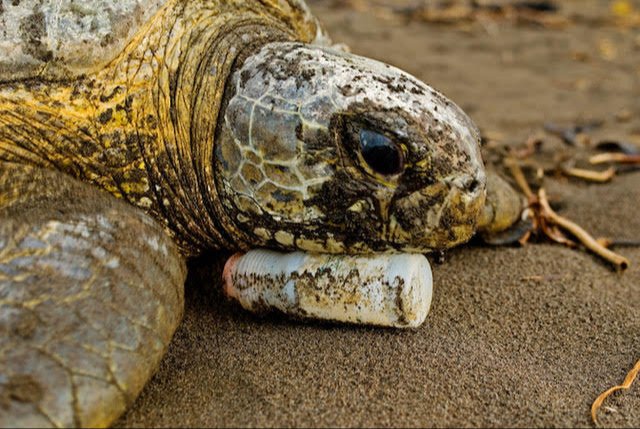 Our newly updated <a href="/tapcampaign/">Travelers Against Plastic</a> website has relaunched! Check it out to learn how you can reduce plastic and what we are doing to get plastic out of sea turtle habitats: travelersagainstplastic.org

Photo Credit: Neil Ever Osborne