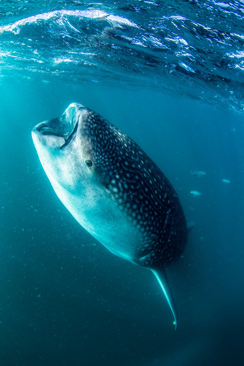 VisitaLosCabos's tweet photo. La gran diversidad de ecosistemas y biodiversidad que posee #LosCabos nos hace un destino incomparable. Visita nuestras áreas naturales protegidas y los sitios patrimonio de manera responsable.🌎https://t.co/caUyshI9y4 #DíaInternacionaldelMedioAmbiente https://t.co/aa7KEjwvba