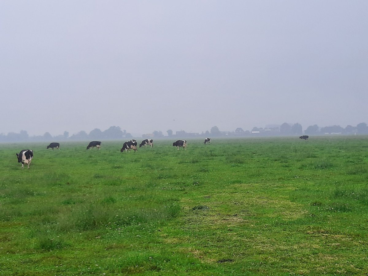 Altijd mooi werk koeien halen. Dus regenpak aan en gaan. Je verwacht ze bij elkaar met dekont in de wind maar lopen gewoon te grazen.