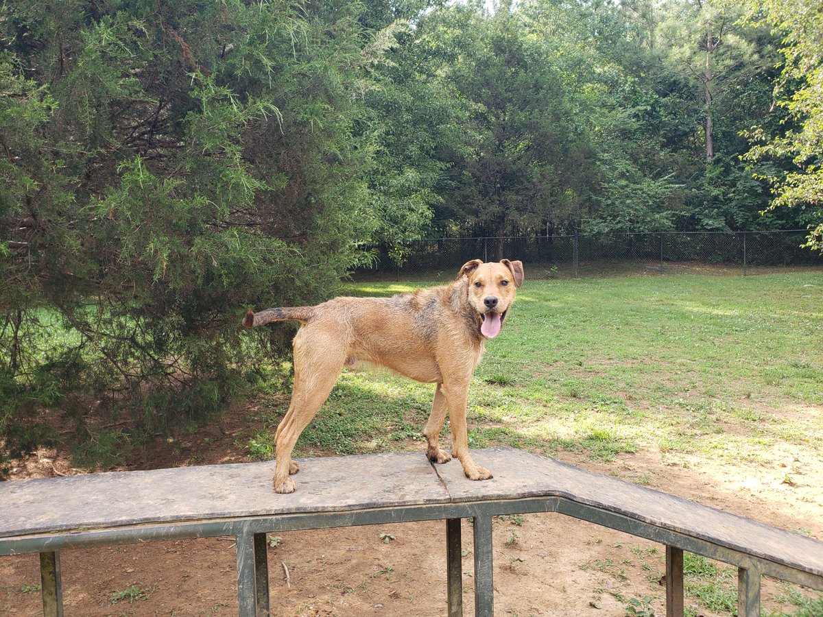 TideFanChris's tweet photo. #DogParkDash2022 Chattanooga Greenway Dog Park! #GreenwayDogPark #Baxter https://t.co/TeQU8DTilG