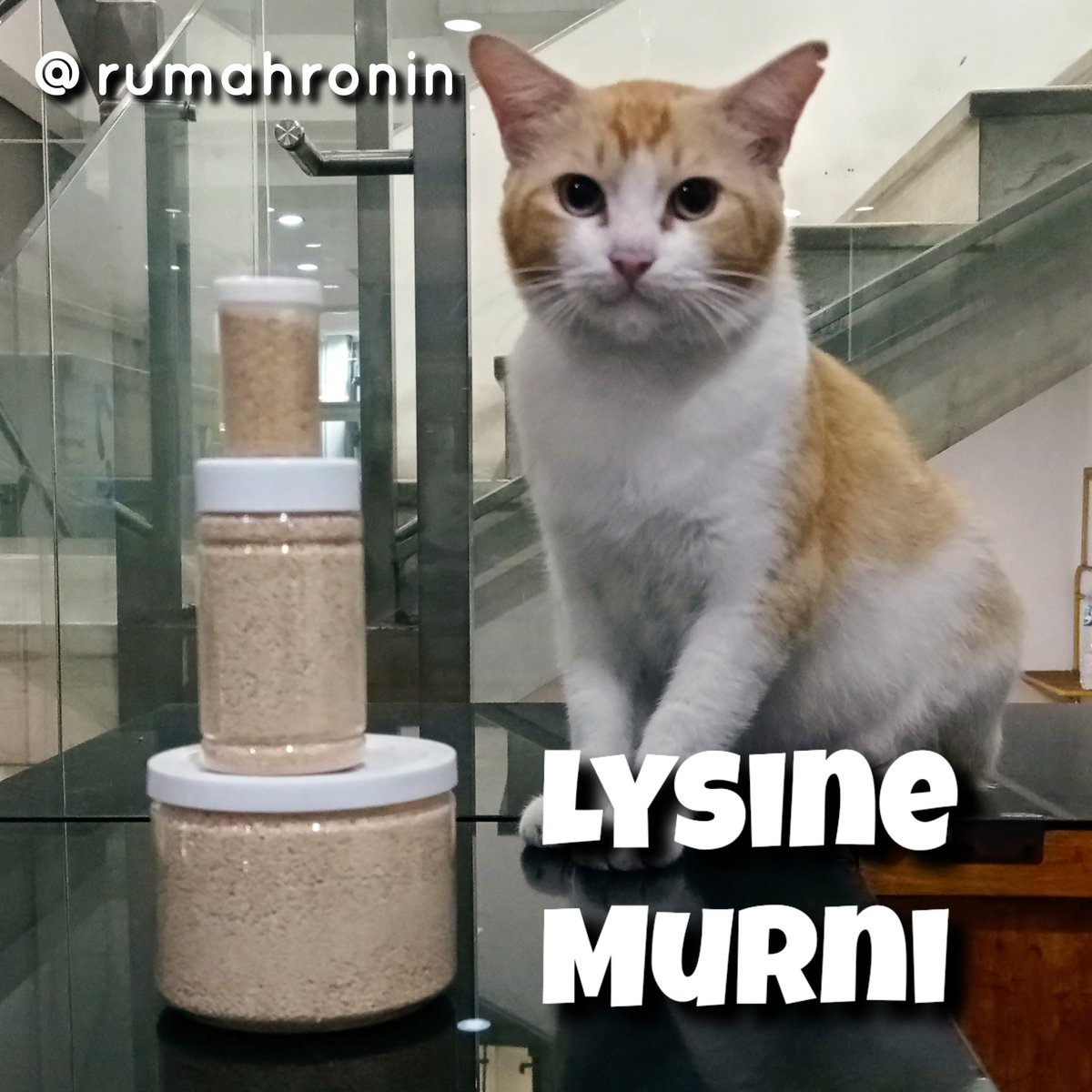 CasperMeong's tweet photo. Yang butuh lysine murni, ada di lapak ya. 
Bisa belanja lewat:
https://t.co/bW6GIxwdA4
https://t.co/uQa2XQXHIF

Model: Obeth, kucing di tempat ibunya kerja 

#RumahRonin
#LapakRumahRonin
#BuytoDonate
#LysineMurni https://t.co/NFQAFehV3U