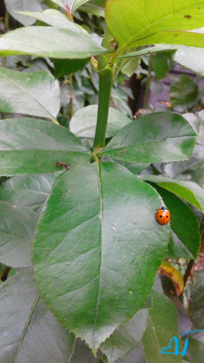 Coeur_Turquoise's tweet photo. #BeauDimanche #HappySunday 💚
🐞~Portons nous bonheur, les uns, les autres ! ~🐞
#PenseeDuJour
#ligue_des_optimistes🍀
My 📷 #photo #nature https://t.co/413hjbXaBd