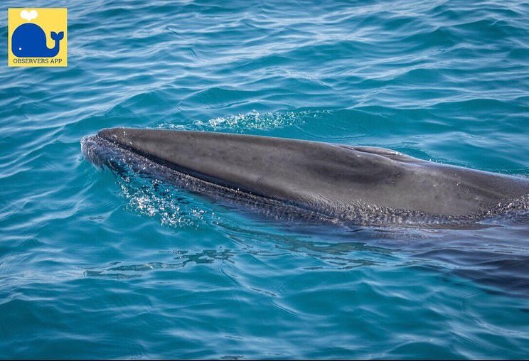 ObserversApp's tweet photo. Amazing shots by @dunbar44 on the 1st of June off Union Hall, West Cork! We record a range of marine species not just whales and dolphins! Get the app today and become an #OceanHero! @ORCA_Ireland @npwsBioData #observersnetwork https://t.co/ATbVHM5LMa