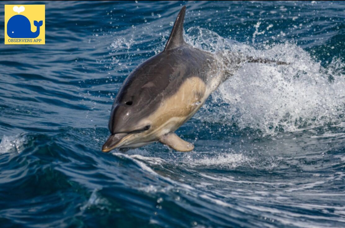 ObserversApp's tweet photo. Amazing shots by @dunbar44 on the 1st of June off Union Hall, West Cork! We record a range of marine species not just whales and dolphins! Get the app today and become an #OceanHero! @ORCA_Ireland @npwsBioData #observersnetwork https://t.co/ATbVHM5LMa