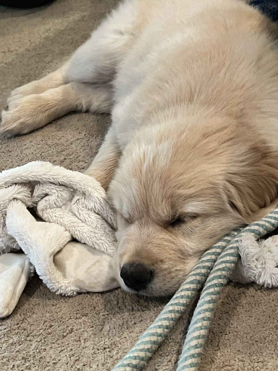 HangingMr's tweet photo. Heard my humans call him Cody so I’m thinking that is the little whippersnappers name. I’ll tell ya one thing, it better be Cooper & Cody and not the other way around. 🐾🐾🐾#Iamthealpha https://t.co/dvDXQDwVIj