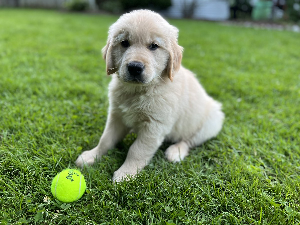 HangingMr's tweet photo. Heard my humans call him Cody so I’m thinking that is the little whippersnappers name. I’ll tell ya one thing, it better be Cooper & Cody and not the other way around. 🐾🐾🐾#Iamthealpha https://t.co/dvDXQDwVIj