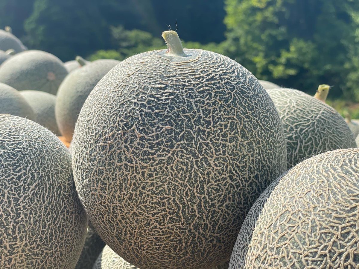 kadan_farm_'s tweet photo. お待たせ致しました🎉
🎁プレゼント企画🎁です🥹

【タカミメロン２玉🍈】を3名の方へプレゼント🎁

⭐︎応募方法⭐︎
1️⃣@kadan_farm_  をフォロー
2️⃣このツイートをRT
 
この機会に当園自慢のメロン🍈味わってみてはいかがでしょう😊
沢山のご応募お待ちしております😆❣️

※締め切り6月12日(日)23:59 https://t.co/r72kpkefEv