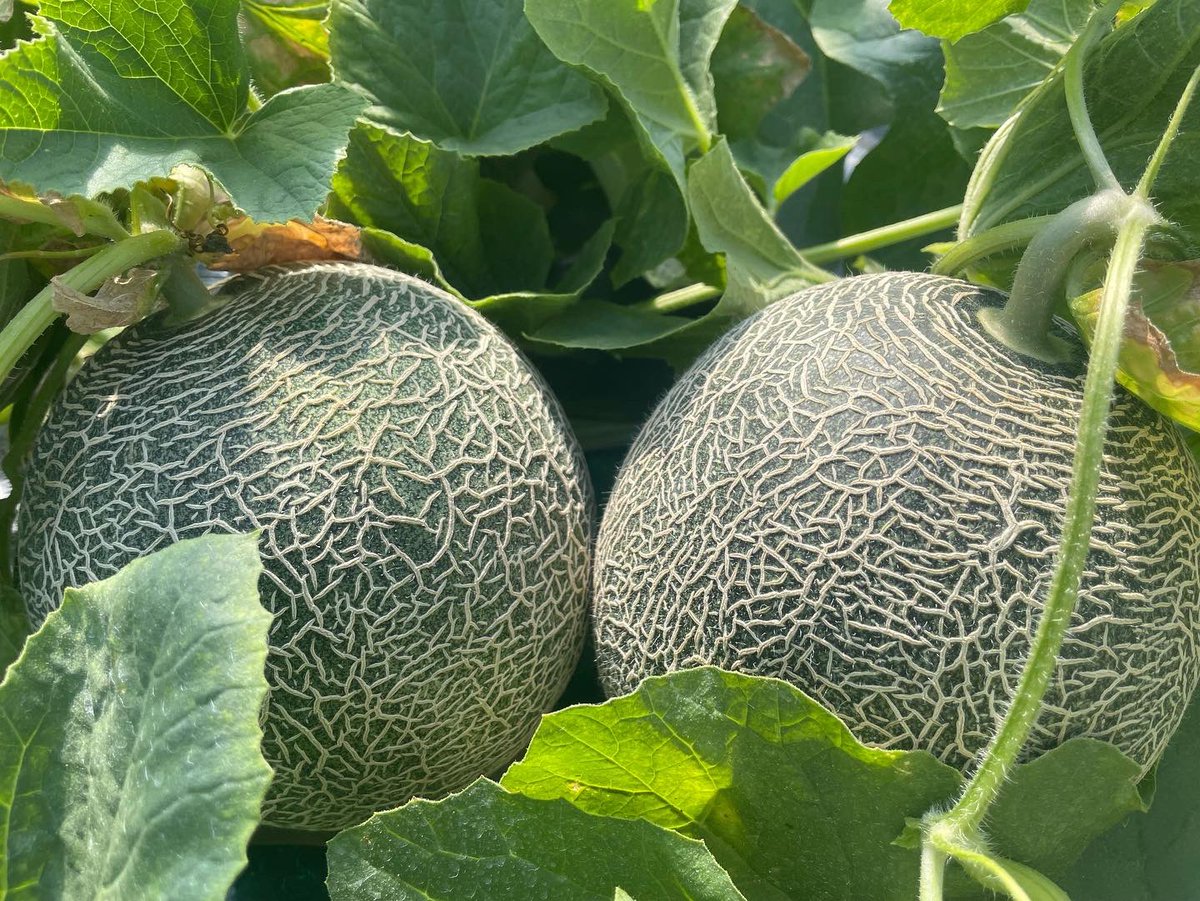 kadan_farm_'s tweet photo. お待たせ致しました🎉
🎁プレゼント企画🎁です🥹

【タカミメロン２玉🍈】を3名の方へプレゼント🎁

⭐︎応募方法⭐︎
1️⃣@kadan_farm_  をフォロー
2️⃣このツイートをRT
 
この機会に当園自慢のメロン🍈味わってみてはいかがでしょう😊
沢山のご応募お待ちしております😆❣️

※締め切り6月12日(日)23:59 https://t.co/r72kpkefEv